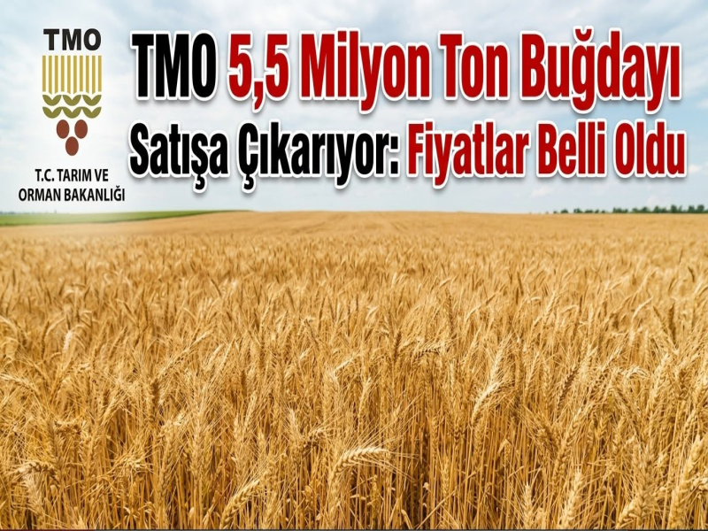 TMO 5,5 Milyon Ton Buğdayı Satışa Çıkarıyor: Fiyatlar Belli Oldu